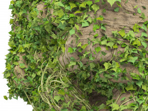 Ivy-Covered Rock Model 3D