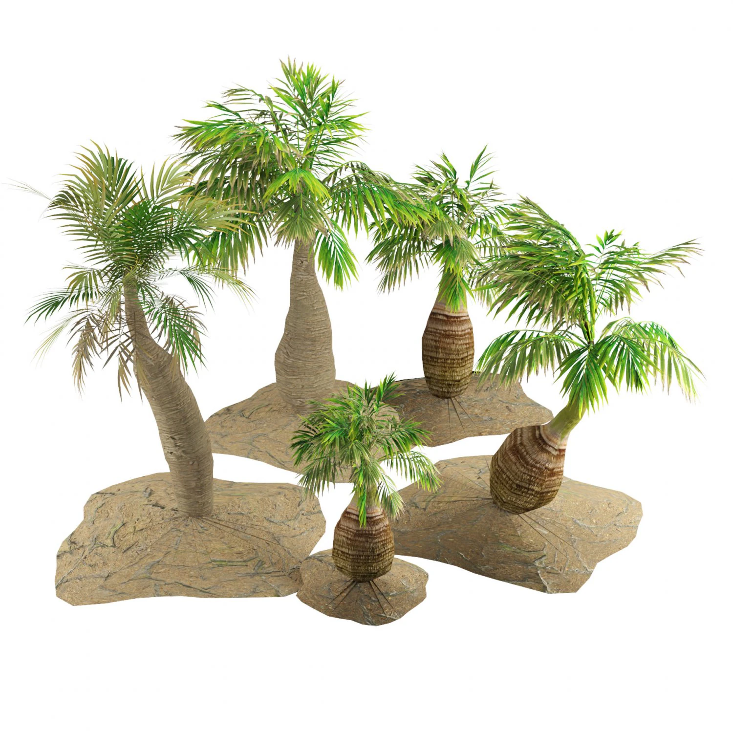 Bottle-shaped palm 3D Model .c4d .max .obj .3ds .fbx .stl .blend 