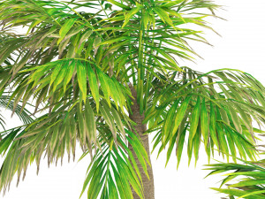 Bottle-shaped palm Modelo 3D