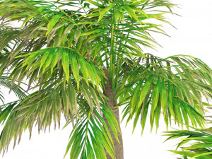 Bottle-shaped palm 3D Model