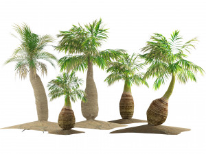 Bottle-shaped palm Modelo 3D