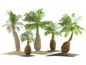 Bottle-shaped palm 3D Model