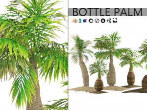 Bottle-shaped palm 3D Model