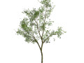 Silver Birch Tree - Game Ready tree Modello 3D
