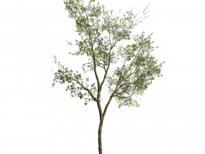 Silver Birch Tree - Game Ready tree 3D Модель