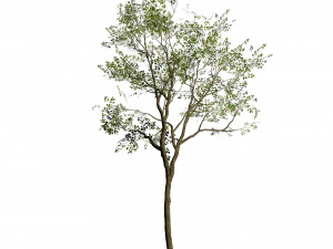 Silver Birch Tree - Game Ready tree 3D Модель