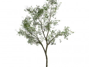 Silver Birch Tree - Game Ready tree 3D Модель
