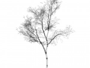 Silver Birch Tree - Game Ready tree 3D Модель