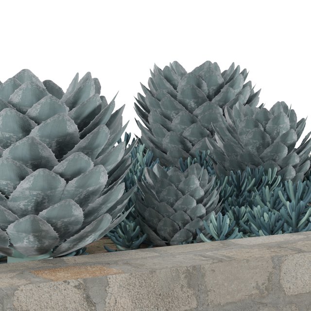 Succulent Garden in a Square Planter 3D Model .c4d .max .obj .3ds .fbx .stl .blend 