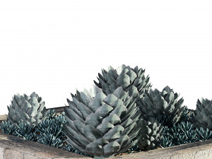 Succulent Garden in a Square Planter 3D Model