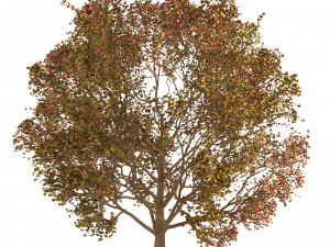 3D Trees of All Seasons 3D Модель