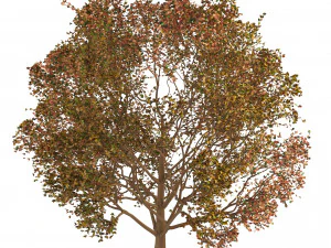 3D Trees of All Seasons 3D Model