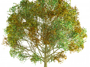 3D Trees of All Seasons 3D Модель