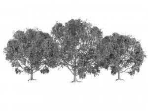 3D Trees of All Seasons 3D Model