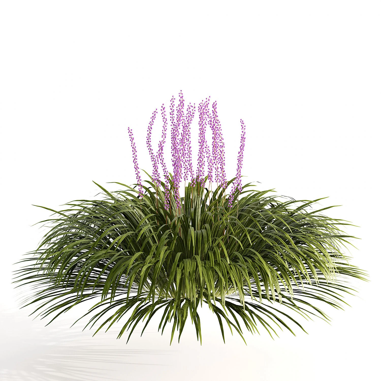 Border grass lilyturf 3d mode 3D Model .c4d .max .obj .3ds .fbx .stl .blend 