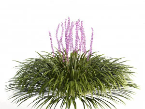 Tryb 3D trawy granicznej Lilyturf Model 3D