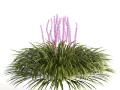 Border grass lilyturf 3d mode Modello 3D