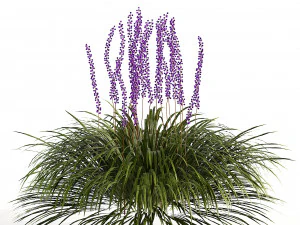 Border grass lilyturf 3d mode 3D Model