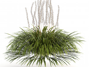 Border grass lilyturf 3d mode 3D मॉडल