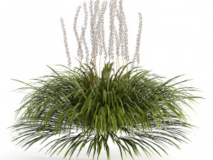 Border grass lilyturf 3d mode 3D Model