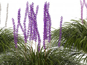 Border grass lilyturf 3d mode 3D मॉडल