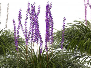 Border grass lilyturf 3d mode 3D Model