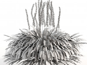 Border grass lilyturf 3d mode 3D मॉडल