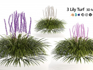 Border grass lilyturf 3d mode 3D मॉडल