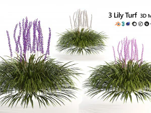 Border grass lilyturf 3d mode 3D Model