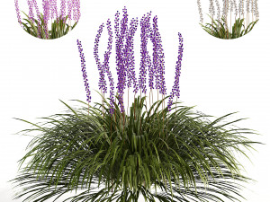 Border grass lilyturf 3d mode 3D मॉडल