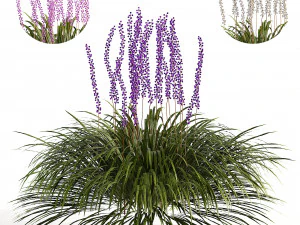 Border grass lilyturf 3d mode 3D Model