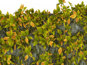 Vine Climber Plant on Ladder and Rock 3D Model