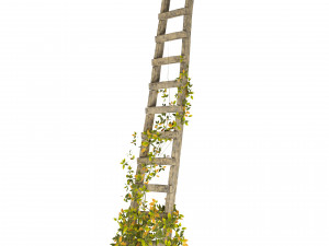 Vine Climber Plant on Ladder and Rock 3D Model