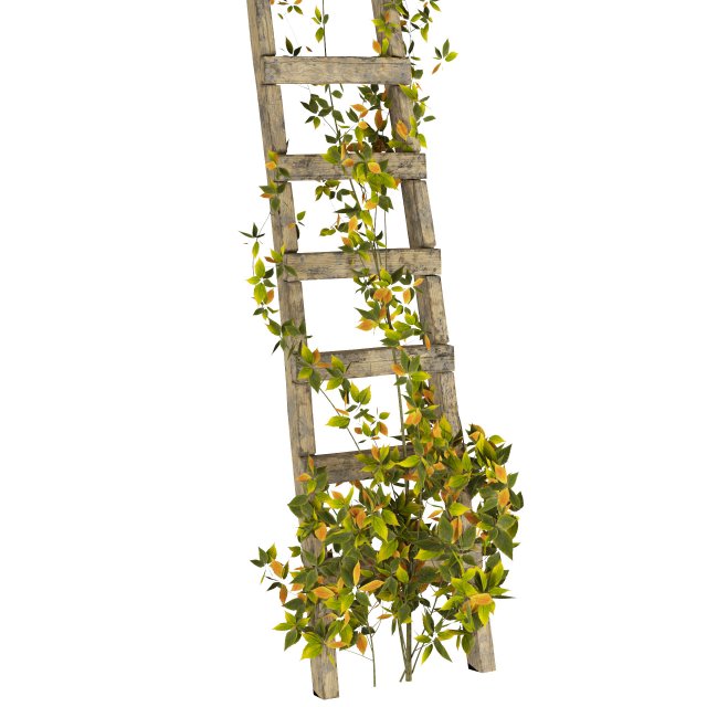 Liana A Woody Climbing Plant In Tropical Rainforests Template Frame Black  Stock Illustration - Download Image Now - iStock