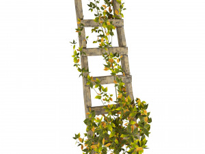 Vine Climber Plant on Ladder and Rock 3D Model