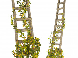 Vine Climber Plant on Ladder and Rock 3D Model