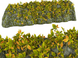 Vine Climber Plant on Ladder and Rock 3D Model