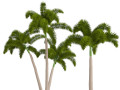 Evergreen Foxtail Palm Tree 3D Модель