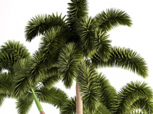 Evergreen Foxtail Palm Tree 3D Модель