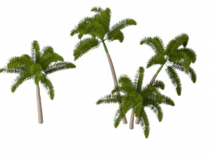 Evergreen Foxtail Palm Tree 3D Модель