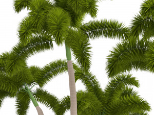 Evergreen Foxtail Palm Tree 3D Модель