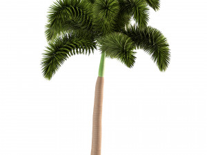 Evergreen Foxtail Palm Tree 3D Модель