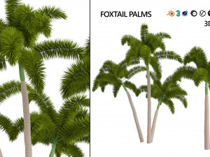 Evergreen Foxtail Palm Tree 3D Модель