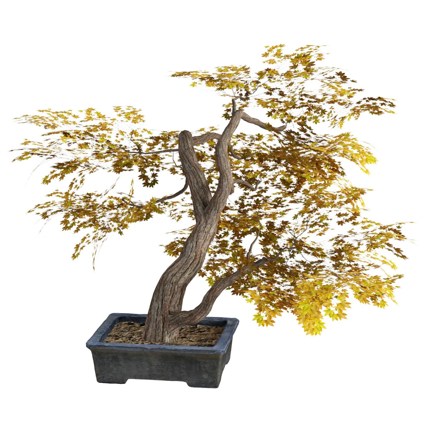 Tabletop tree pot 3D Model .c4d .max .obj .3ds .fbx .stl .blend 