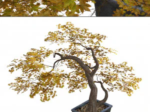 Tabletop tree pot 3D Model