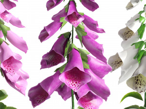 Colorful Low Poly Glove Flowers 3D-Modell