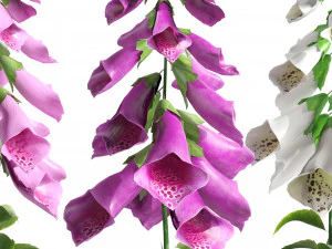 Flores coloridas de luva Low Poly Modelo 3D