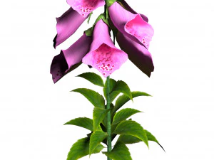 Flores coloridas de luva Low Poly Modelo 3D