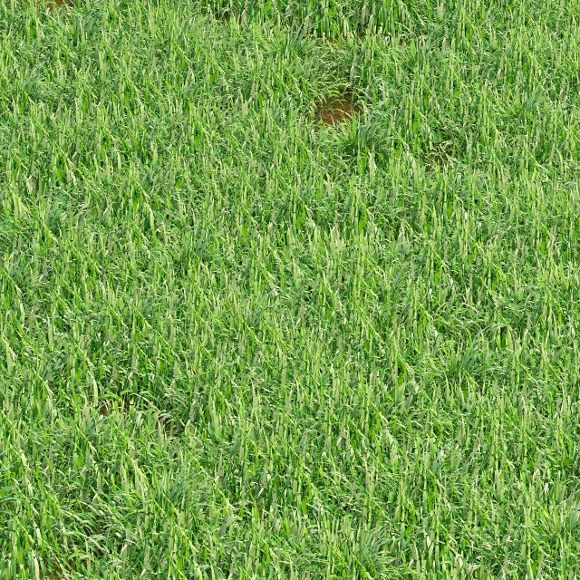 Grass blades 3D Model .c4d .max .obj .3ds .fbx .stl .blend 