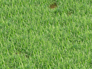 Grass blades 3D Модель